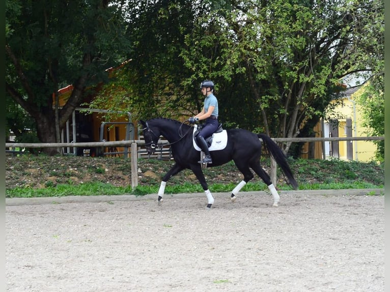 Hannoveriano Yegua 5 años 166 cm Morcillo in Wellheim
