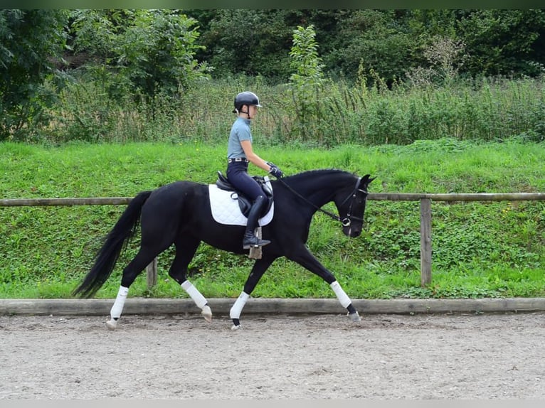 Hannoveriano Yegua 5 años 166 cm Morcillo in Wellheim