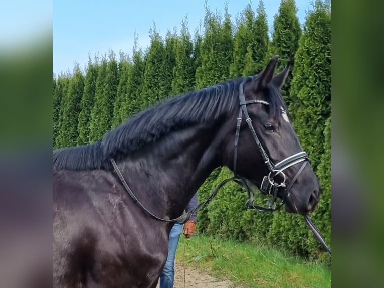 Hannoveriano Yegua 5 años 166 cm Negro in Gödenstorf