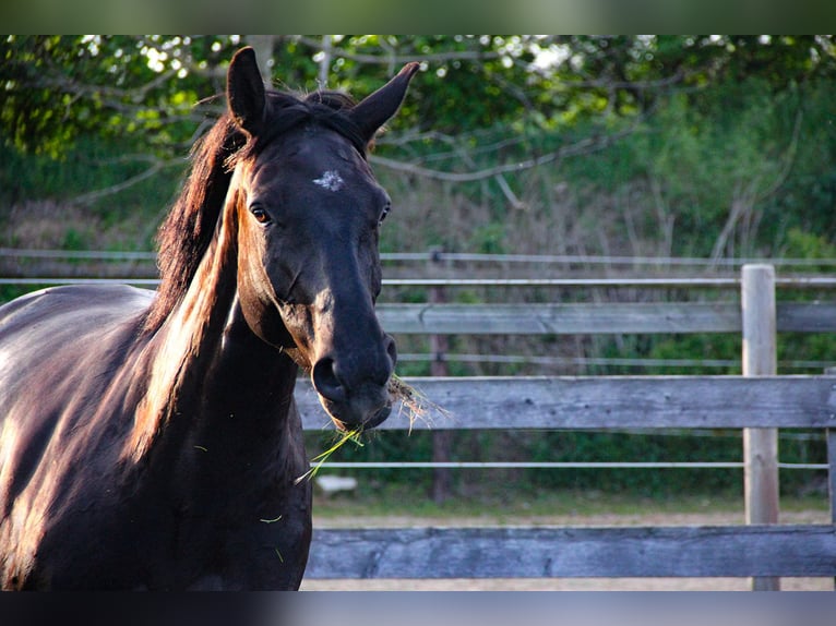 Hannoveriano Yegua 5 años 166 cm Negro in Neu-Eichenberg