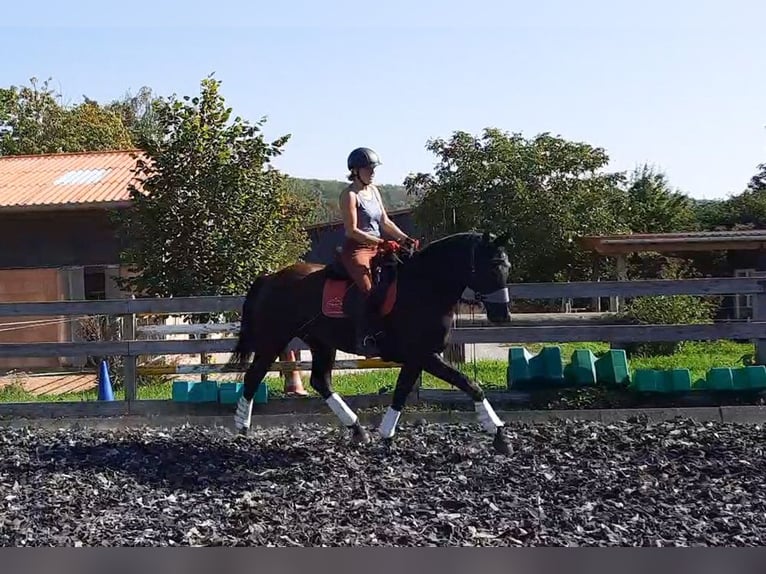 Hannoveriano Yegua 5 años 166 cm Negro in Neu-Eichenberg