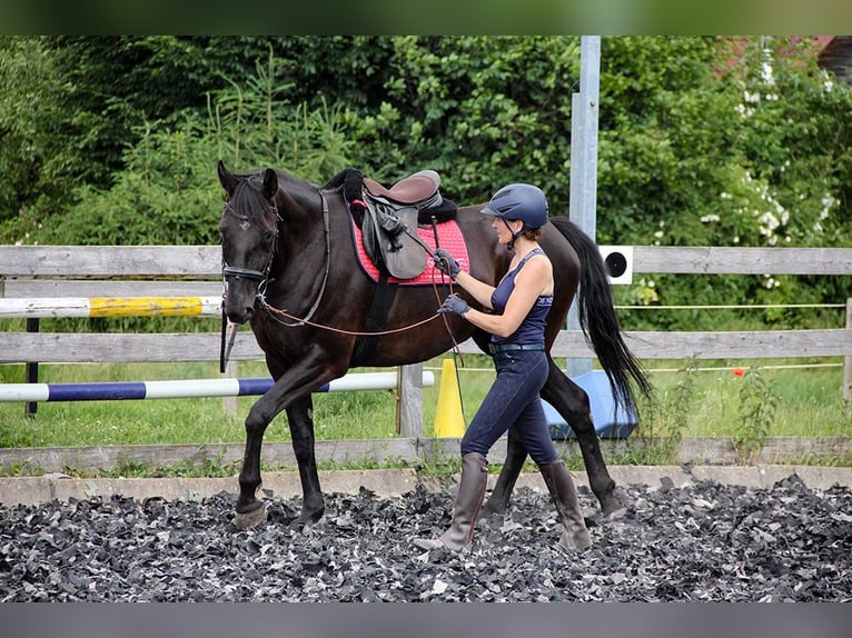 Hannoveriano Yegua 5 años 166 cm Negro in Neu-Eichenberg