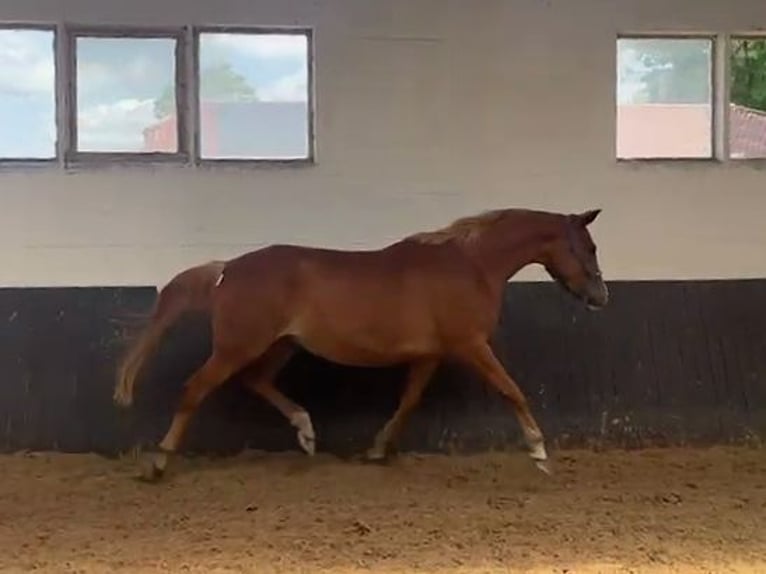 Hannoveriano Yegua 5 años 167 cm Alazán in Saarmund