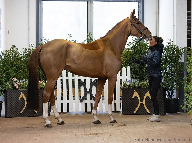 Hannoveriano Yegua 5 años 167 cm Alazán in Verden