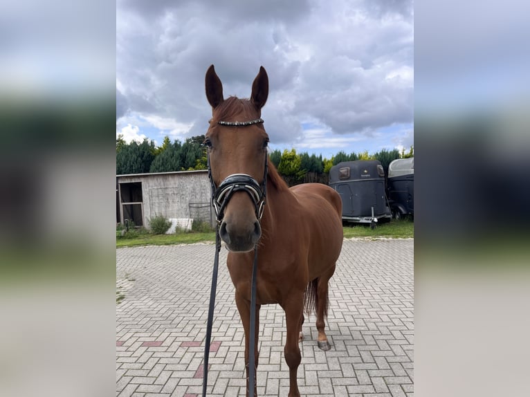 Hannoveriano Yegua 5 años 167 cm Alazán-tostado in Bliedersdorf