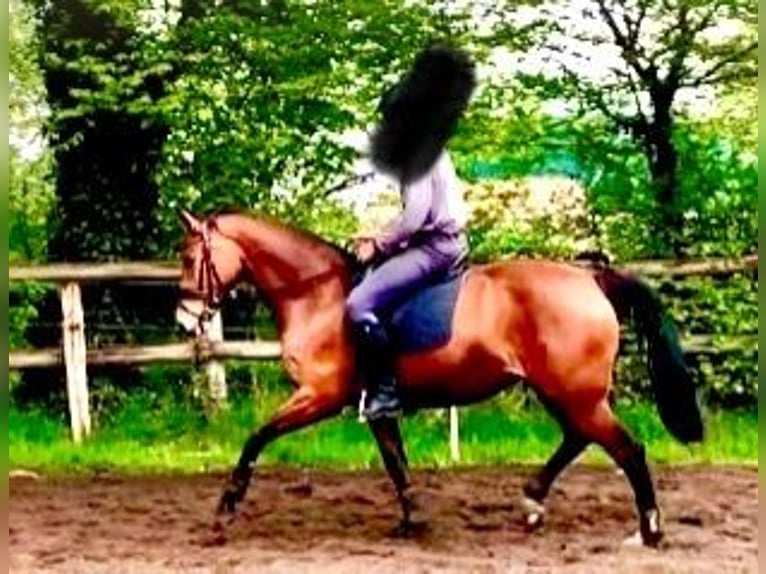 Hannoveriano Yegua 5 años 167 cm Castaño in Walsrode