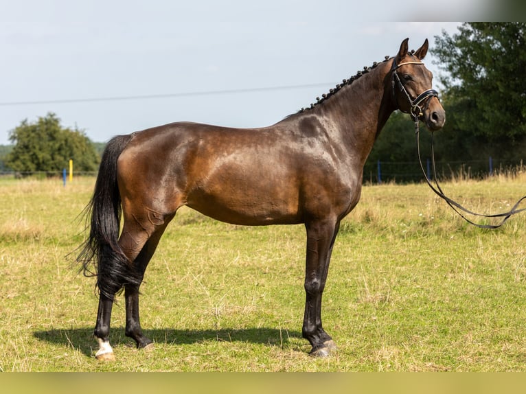 Hannoveriano Yegua 5 años 167 cm Castaño in Kladrum