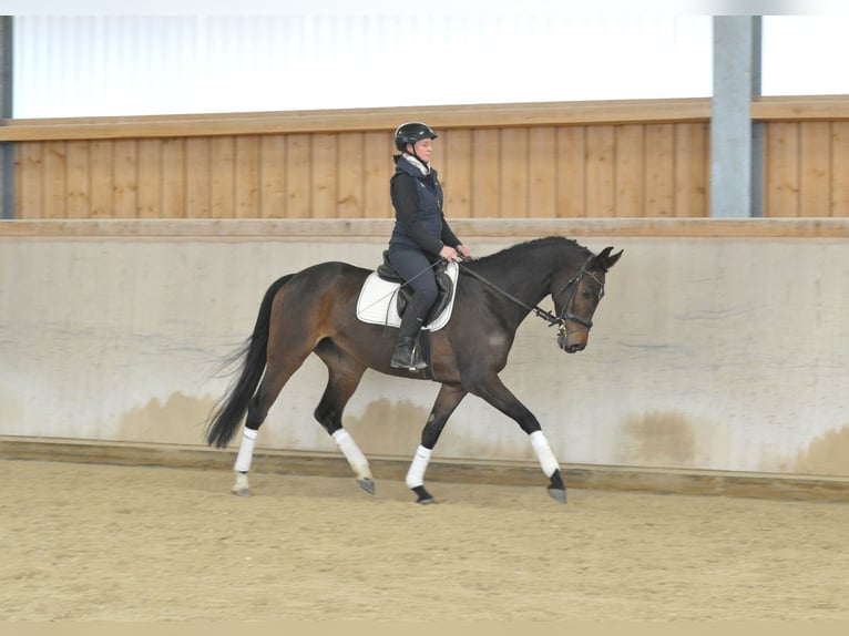 Hannoveriano Yegua 5 años 167 cm Castaño in Wellheim