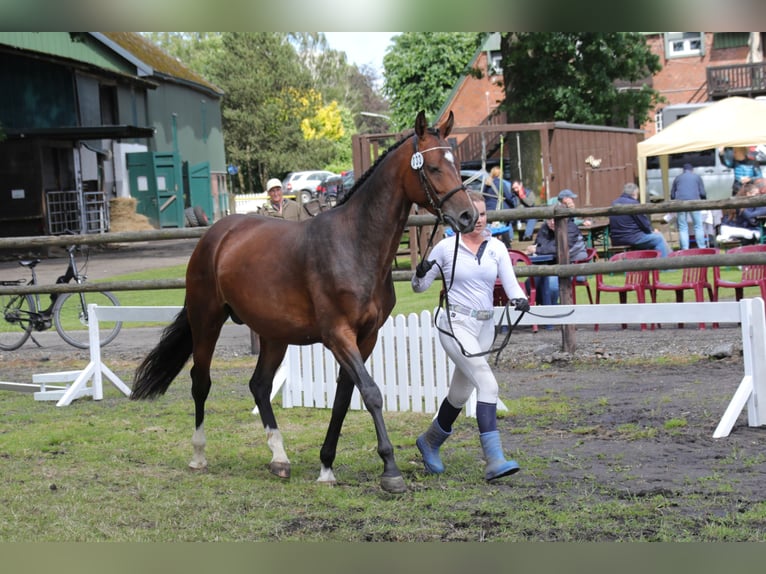 Hannoveriano Yegua 5 años 167 cm Castaño in Garbek