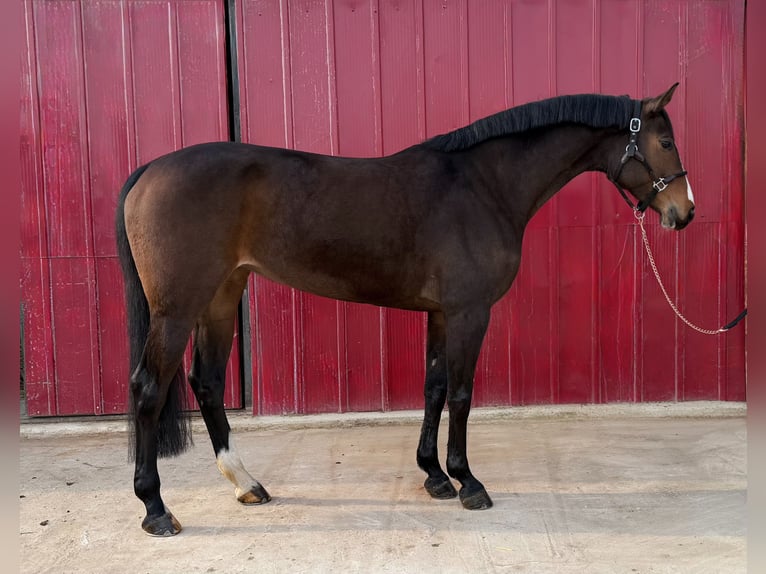 Hannoveriano Yegua 5 años 167 cm Castaño in Loipersbach im Burgenland