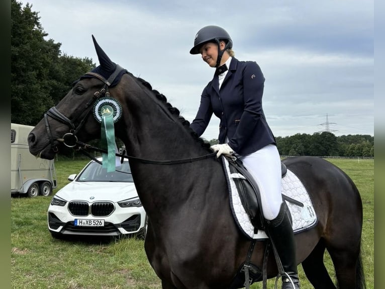 Hannoveriano Yegua 5 años 167 cm Castaño oscuro in Isernhagen