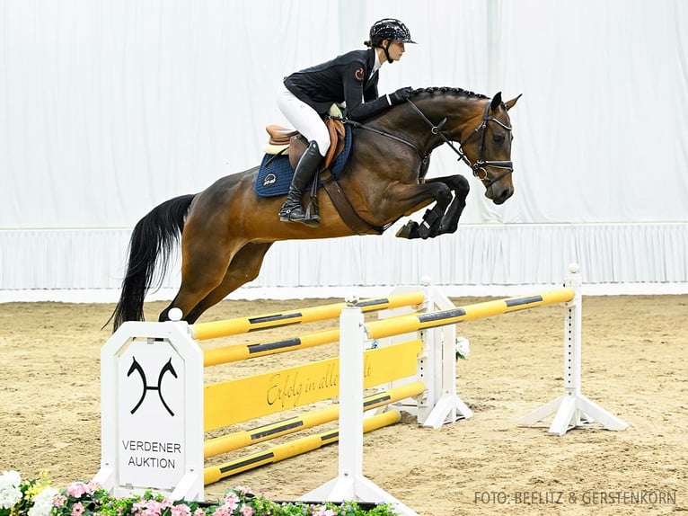 Hannoveriano Yegua 5 años 167 cm Castaño oscuro in Verden