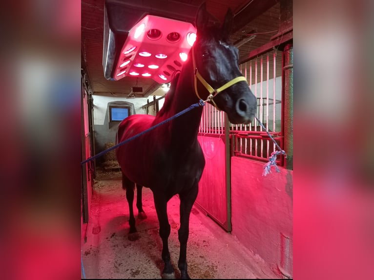 Hannoveriano Yegua 5 años 167 cm Negro in M&#xFC;geln