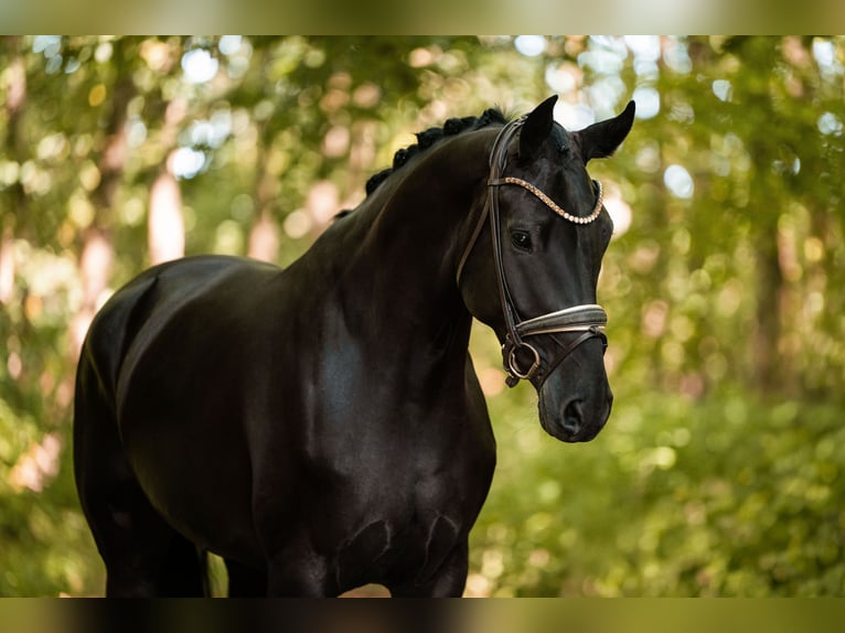 Hannoveriano Yegua 5 años 167 cm Negro in Wehringen