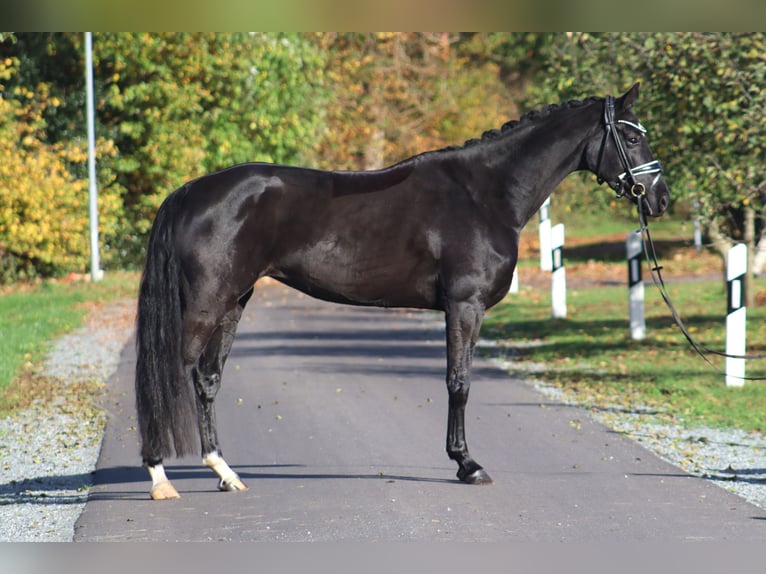 Hannoveriano Yegua 5 años 167 cm Negro in Deinstedt