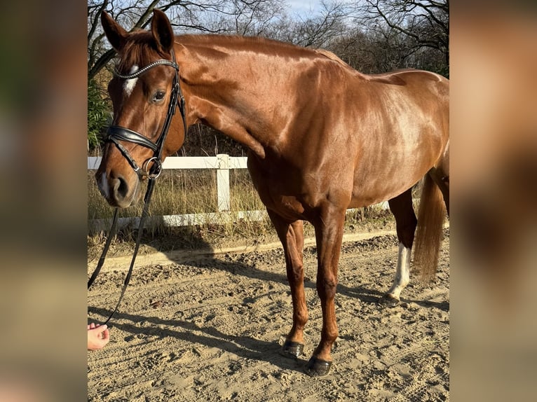 Hannoveriano Yegua 5 años 168 cm Alazán in Köln