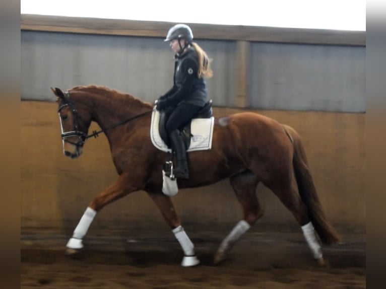 Hannoveriano Yegua 5 años 168 cm Alazán in Fredenbeck