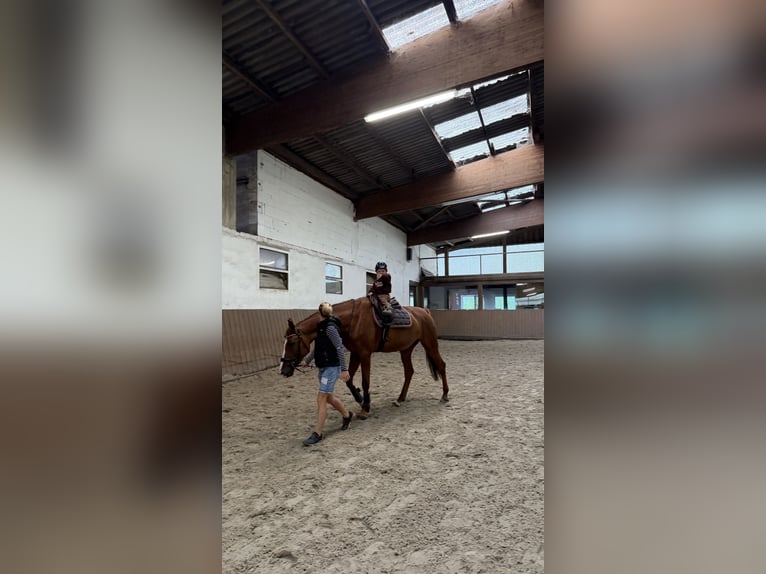 Hannoveriano Yegua 5 años 168 cm Alazán in WermelskirchenWermelskirchen