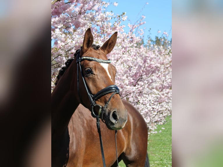 Hannoveriano Yegua 5 años 168 cm Alazán-tostado in N&#xF6;rten-Hardenberg