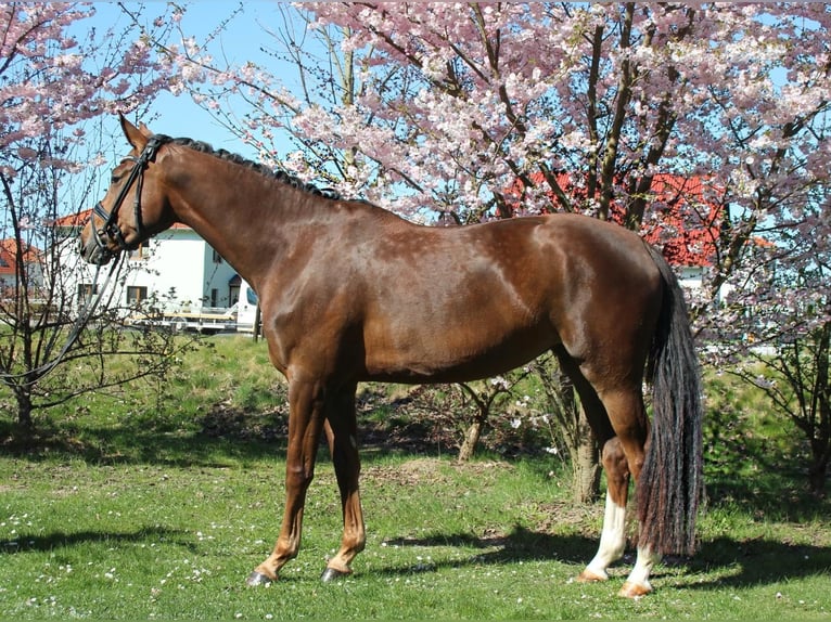 Hannoveriano Yegua 5 años 168 cm in N&#xF6;rten-Hardenberg