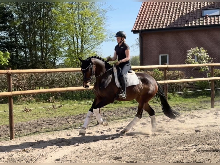 Hannoveriano Yegua 5 años 168 cm Castaño in Alfstedt