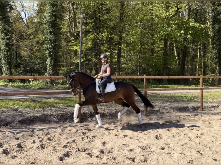 Hannoveriano Yegua 5 años 168 cm Castaño in Alfstedt