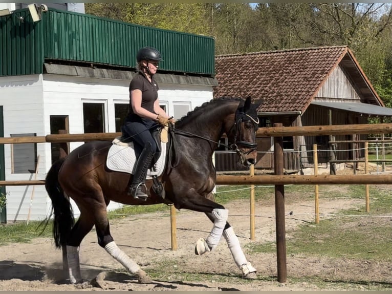 Hannoveriano Yegua 5 años 168 cm Castaño in Alfstedt