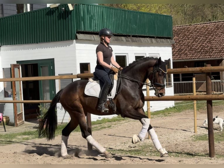 Hannoveriano Yegua 5 años 168 cm Castaño in Alfstedt