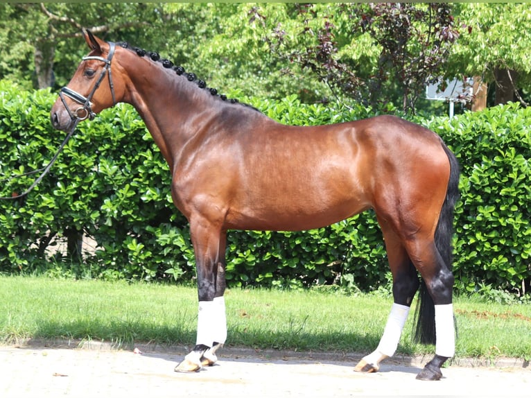 Hannoveriano Yegua 5 años 168 cm Castaño in Selsingen