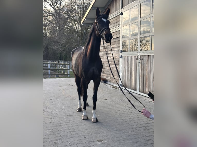 Hannoveriano Yegua 5 años 168 cm Castaño oscuro in Leipzig
