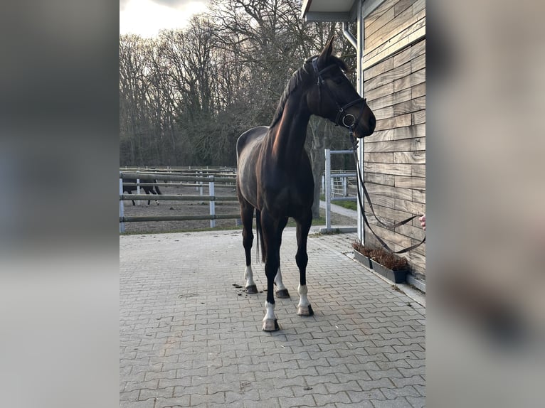 Hannoveriano Yegua 5 años 168 cm Castaño oscuro in Leipzig
