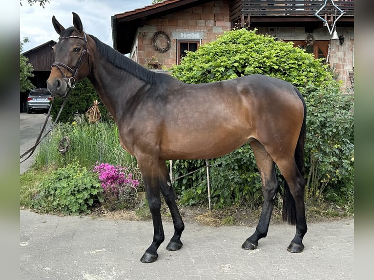 Hannoveriano Yegua 5 años 168 cm Castaño oscuro in Babenhausen