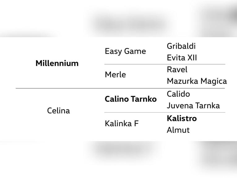 Hannoveriano Yegua 5 años 168 cm Castaño oscuro in Dannenberg (Elbe)