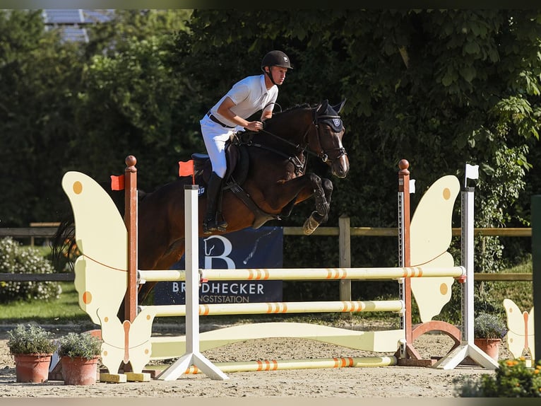 Hannoveriano Yegua 5 años 168 cm Castaño oscuro in Riedstadt