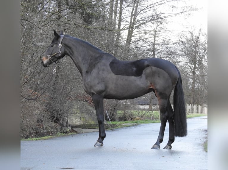 Hannoveriano Yegua 5 años 168 cm Castaño oscuro in Verl