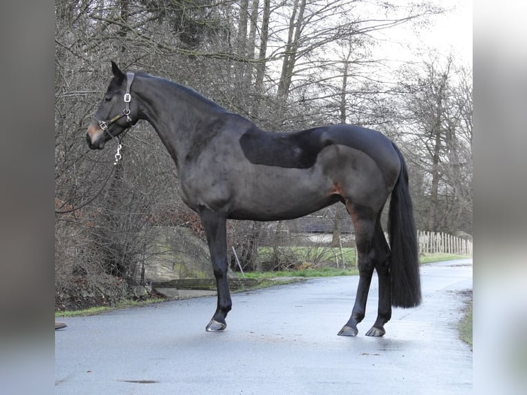 Hannoveriano Yegua 5 años 168 cm Castaño oscuro in Verl