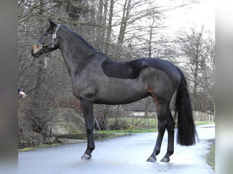 Hannoveriano Yegua 5 años 168 cm Castaño oscuro in Verl