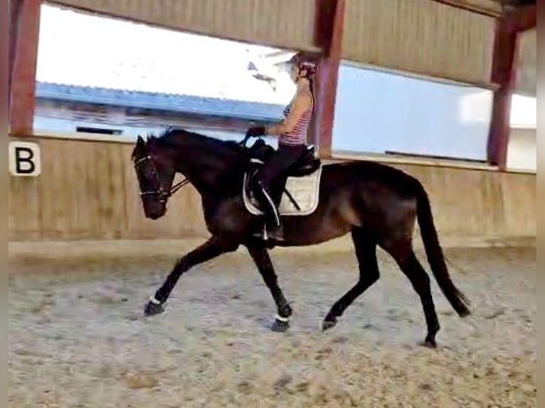 Hannoveriano Yegua 5 años 168 cm Morcillo in Böheimkirchen