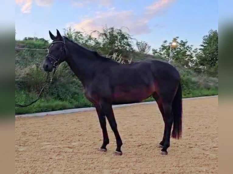 Hannoveriano Yegua 5 años 168 cm Morcillo in Böheimkirchen