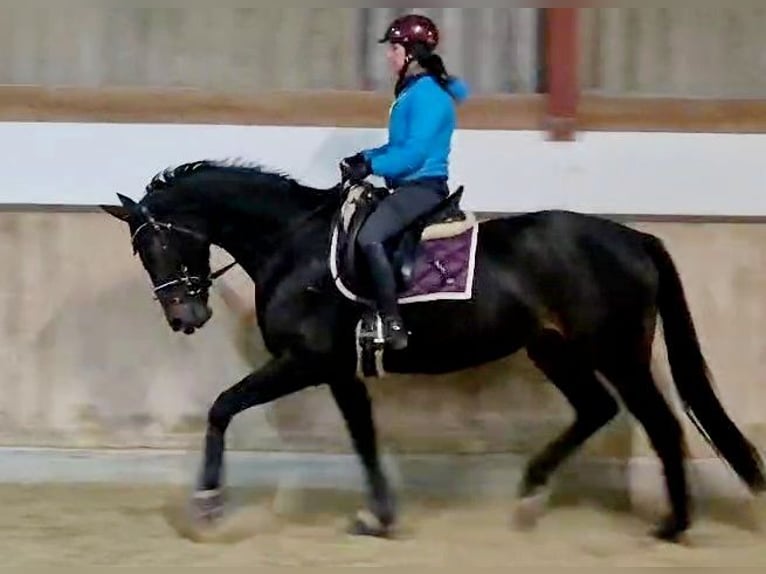 Hannoveriano Yegua 5 años 168 cm Morcillo in Böheimkirchen