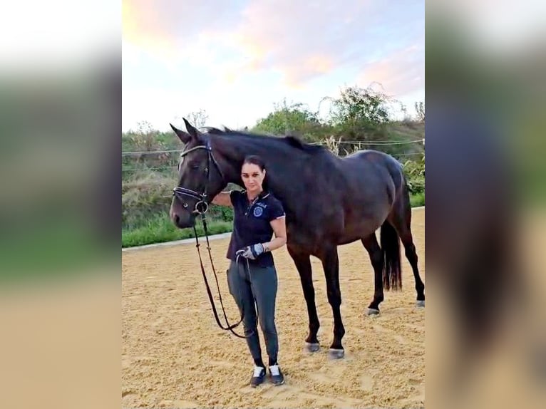 Hannoveriano Yegua 5 años 168 cm Morcillo in Böheimkirchen