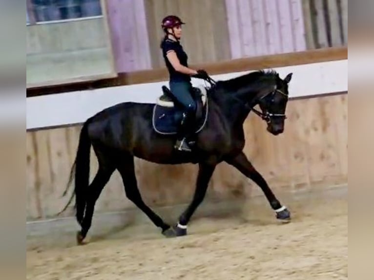 Hannoveriano Yegua 5 años 168 cm Morcillo in Böheimkirchen