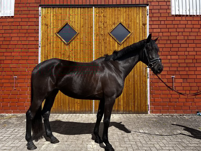 Hannoveriano Yegua 5 años 168 cm Negro in Bliedersdorf