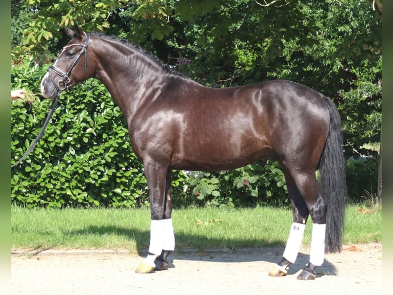 Hannoveriano Yegua 5 años 168 cm Negro in Selsingen