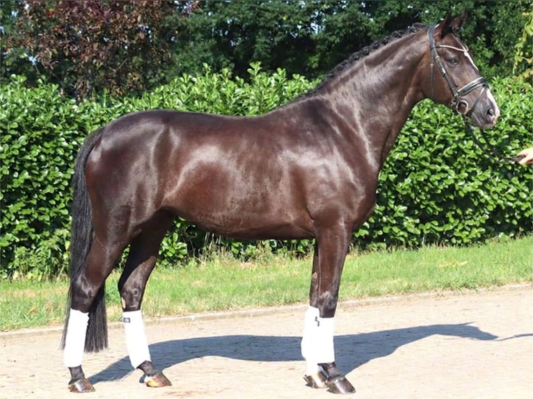 Hannoveriano Yegua 5 años 168 cm Negro in Selsingen