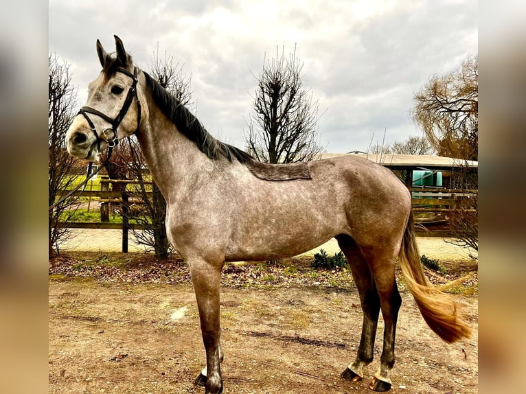 Hannoveriano Yegua 5 años 168 cm Tordo rodado in Kevelaer