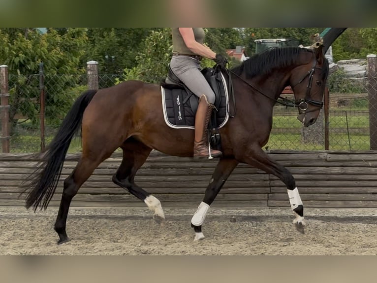 Hannoveriano Yegua 5 años 169 cm Castaño in Velpke