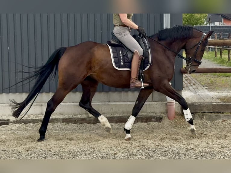 Hannoveriano Yegua 5 años 169 cm Castaño in Velpke