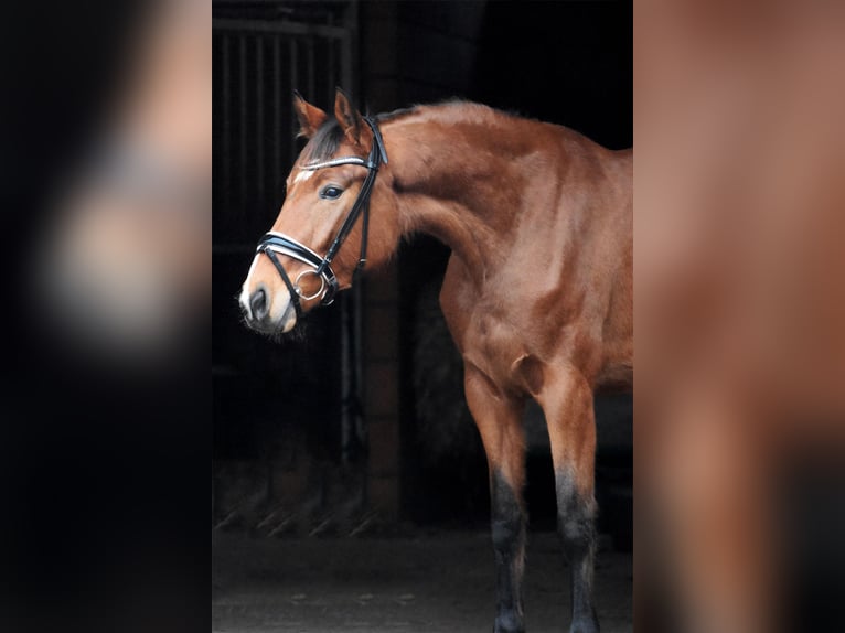 Hannoveriano Yegua 5 años 169 cm Castaño in Bremervörde