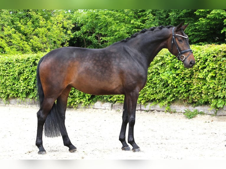 Hannoveriano Yegua 5 años 169 cm Castaño oscuro in Meinersen